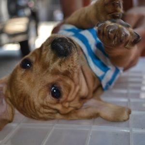 Meet your Posher, William